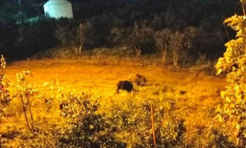 Βόλος: Εφιάλτης στο δρόμο με ... τα αγριογούρουνα: Ολόκληρο κοπάδι έκανε κατάληψη σε δρόμο της πόλης